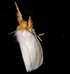 Laelia obsoleta