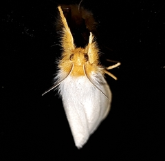 Laelia obsoleta