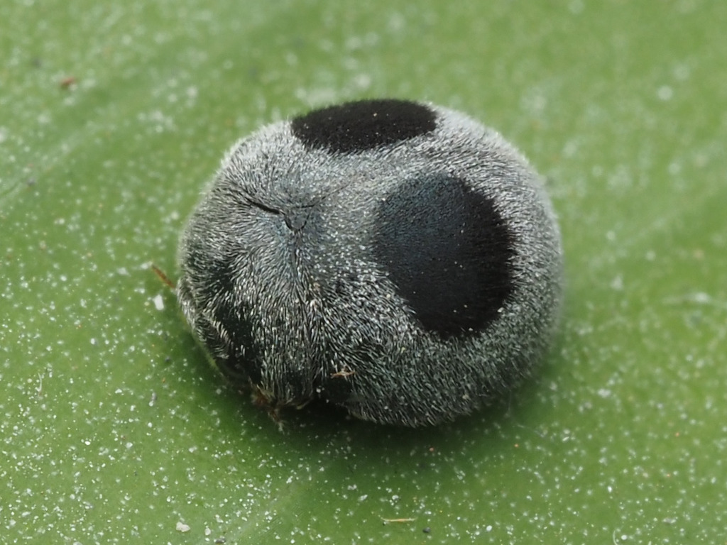 Ladybird beetle