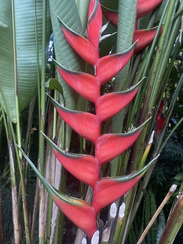 Foto de Bananeira-do-brejo