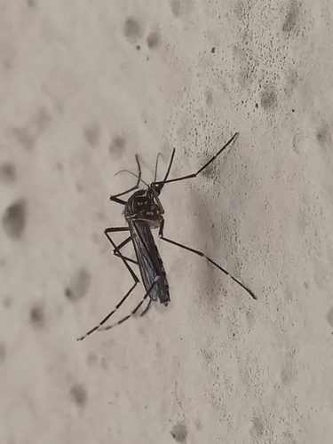 Yellow fever mosquito