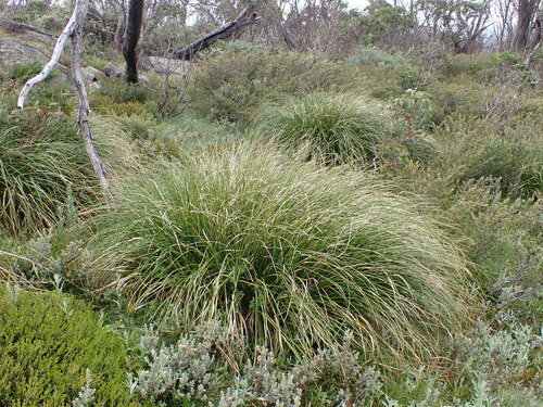 Image of ribbony grass by (c) Nina Kerr, some rights reserved (CC BY)