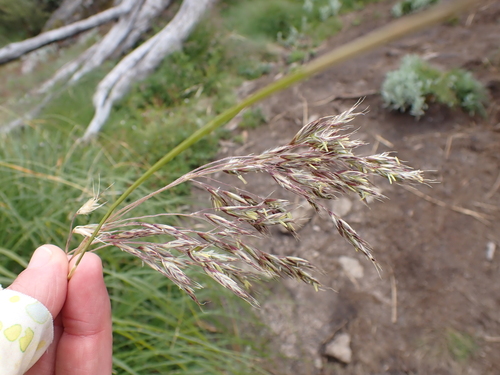 Image of ribbony grass by (c) Nina Kerr, some rights reserved (CC BY)