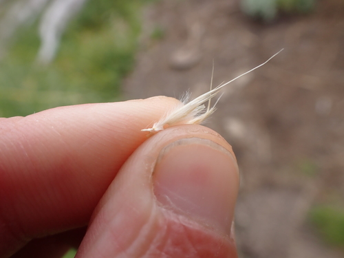 Image of ribbony grass by (c) Nina Kerr, some rights reserved (CC BY)