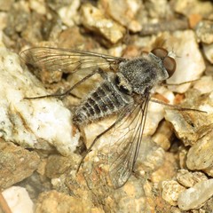 Aphoebantus
