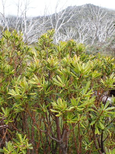 Image of Tasmannia xerophila by (c) Nina Kerr, some rights reserved (CC BY)