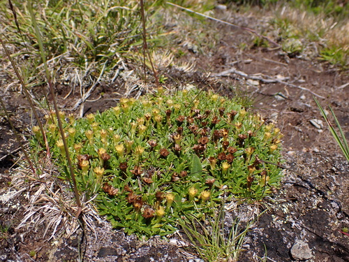 Snow-wort (Abrotanella nivigena)