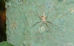 Hersilia albomaculata