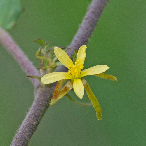 Triumfetta althaeoides