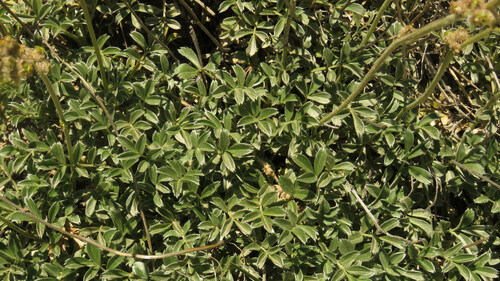 Acaena splendens (Acaena splendens)