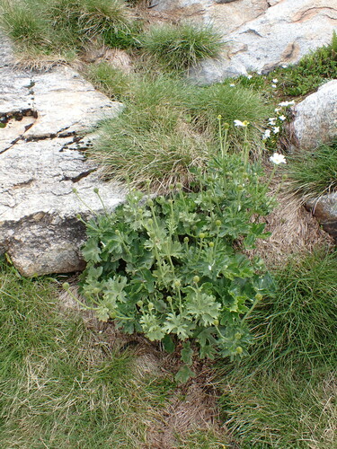 Image of Ranunculus anemoneus by (c) Nina Kerr, some rights reserved (CC BY)