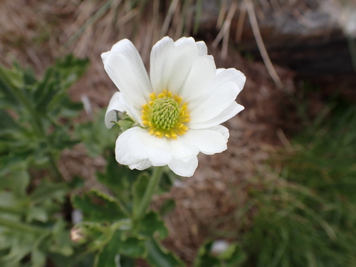 Image of Ranunculus anemoneus by (c) Nina Kerr, some rights reserved (CC BY)