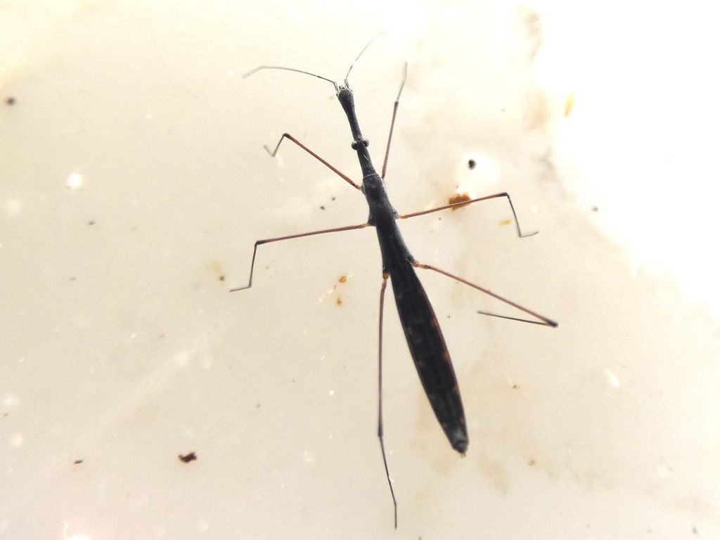 Common Water Measurer from Swan Walk, Liverpool, England, GB on January ...