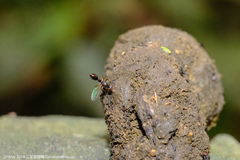 Dicranosepsis