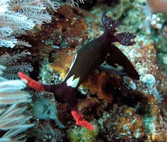 Nembrotha chamberlaini