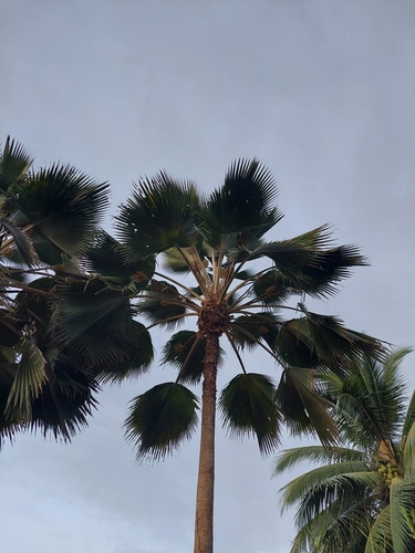 Image of Pritchardia pacifica by (c) Daniel Mesa, some rights reserved (CC BY)