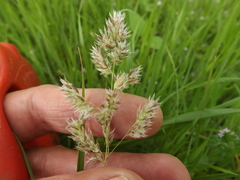 Poa arachnifera