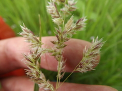 Poa arachnifera