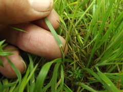 Poa arachnifera