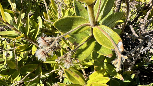 Image of Dubautia menziesii by no rights reserved