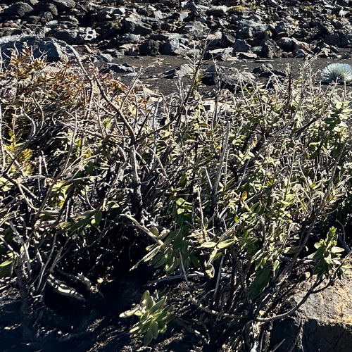 Image of Dubautia menziesii by no rights reserved