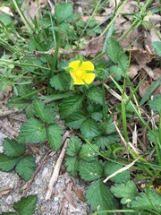 Potentilla indica