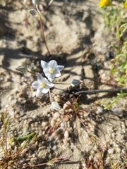 Muilla coronata