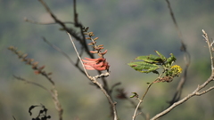 Erythrina berteroana image