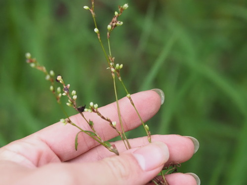 Persicaria punctata observed 2024-01-04
