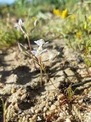 Muilla coronata