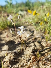 Muilla coronata