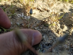 Muilla coronata