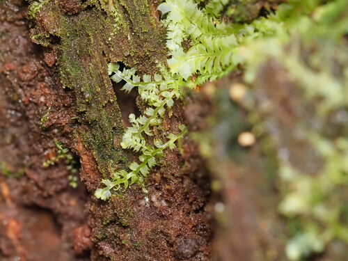 Lepidozia australis
