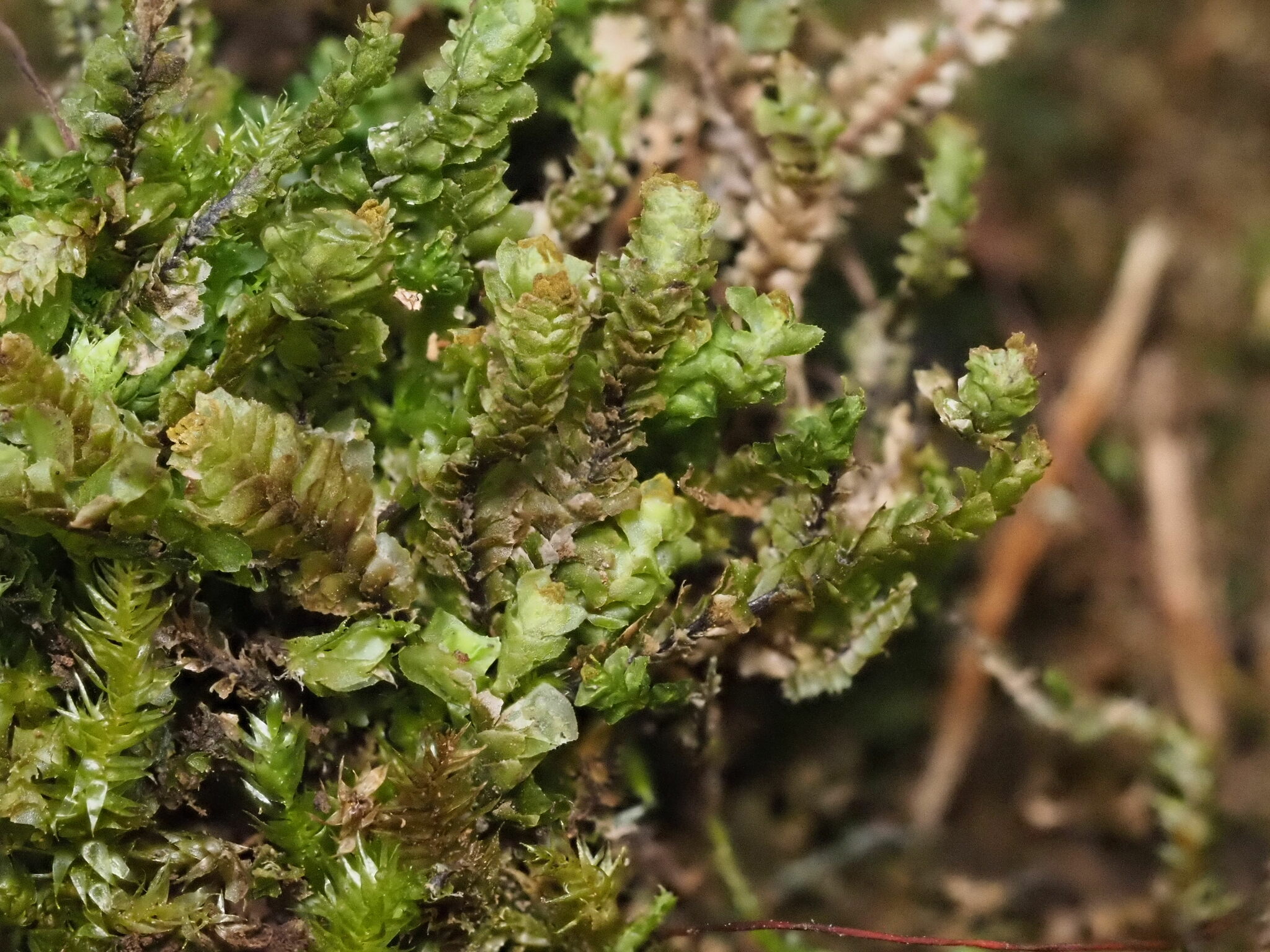 Scapania grossidens