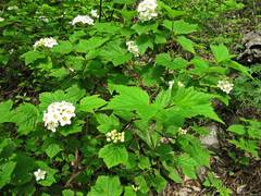 Physocarpus ribesifolia