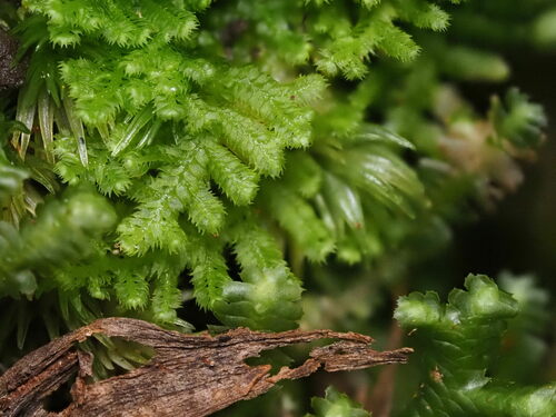 Lepidozia australis