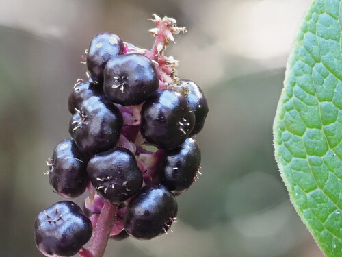 Phytolacca sandwicensis