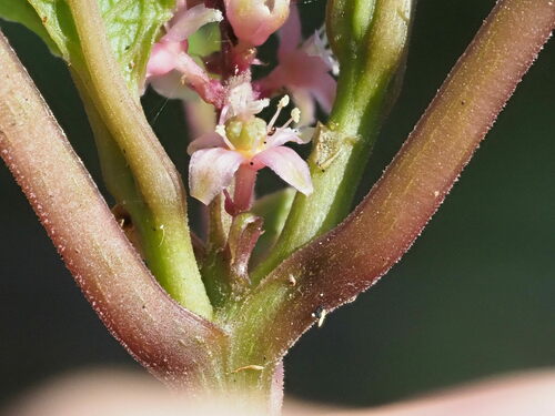 Phytolacca sandwicensis
