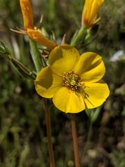 Mentzelia gracilenta