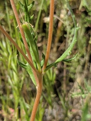Mentzelia gracilenta