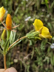 Mentzelia gracilenta