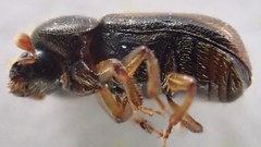 Trypodendron lineatum