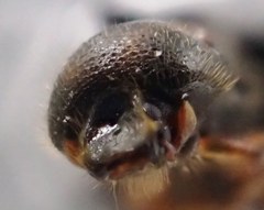 Trypodendron lineatum