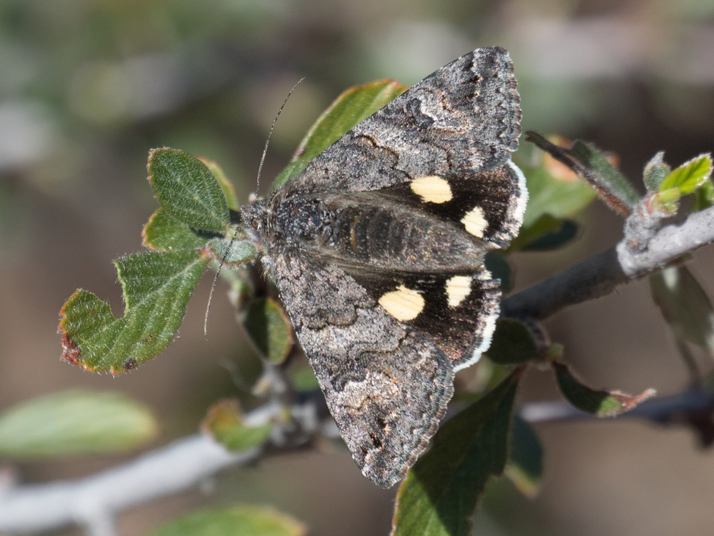 Litocala Moth