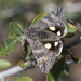 Litocala sexsignata - Photo (c) Susan Elliott, algunos derechos reservados (CC BY-NC), uploaded by Susan Elliott