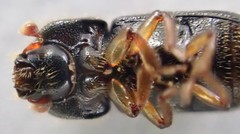 Trypodendron lineatum