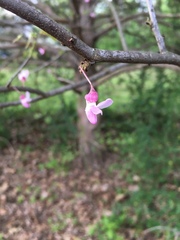 Cercis canadensis