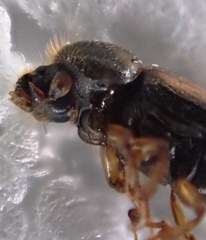 Trypodendron lineatum