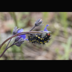 Gnophaela latipennis