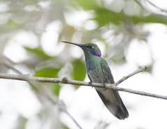 White-Vented Violetear photo 5